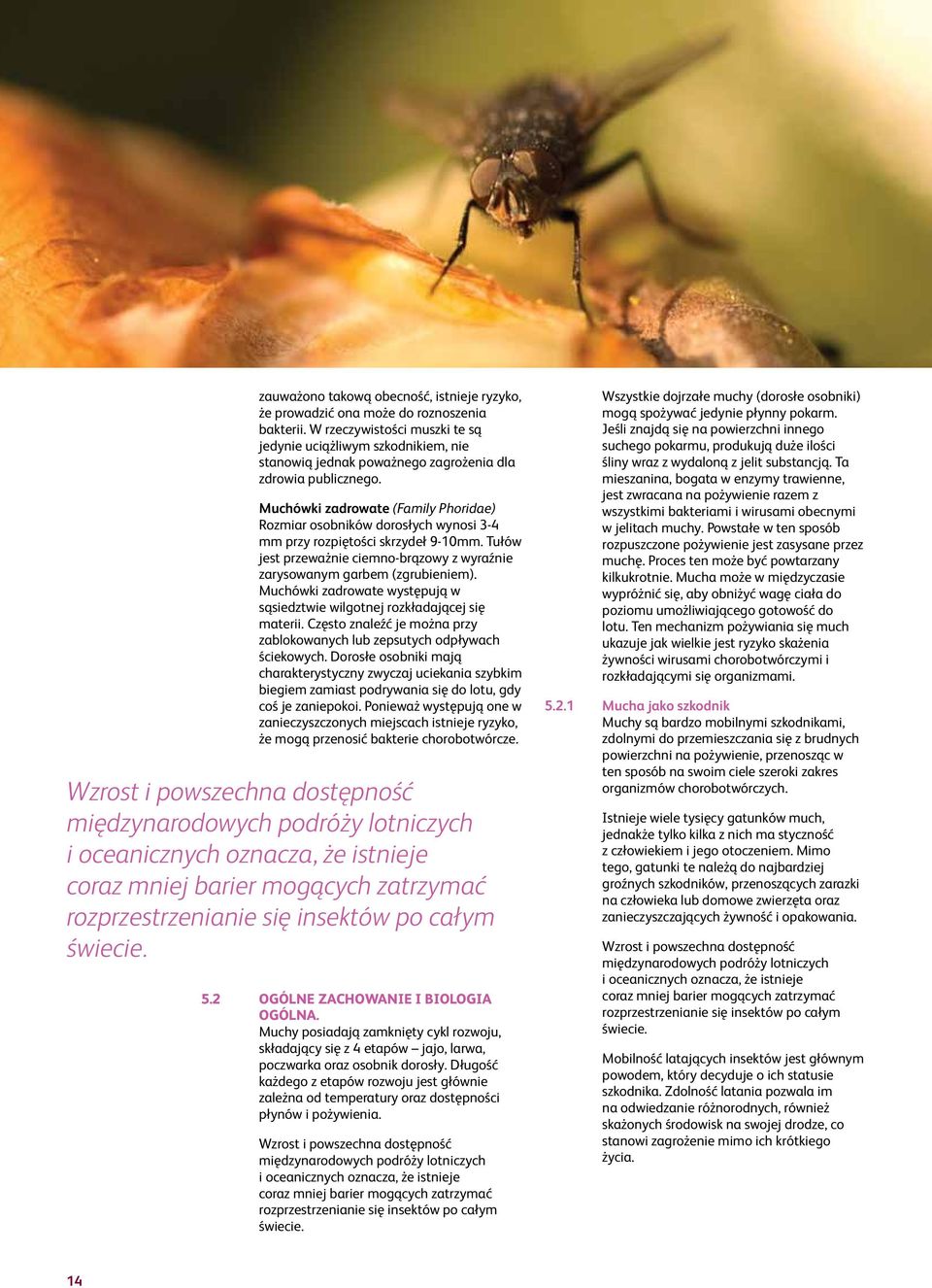 Muchówki zadrowate (Family Phoridae) Rozmiar osobników dorosłych wynosi 3-4 mm przy rozpiętości skrzydeł 9-10mm. Tułów jest przeważnie ciemno-brązowy z wyraźnie zarysowanym garbem (zgrubieniem).