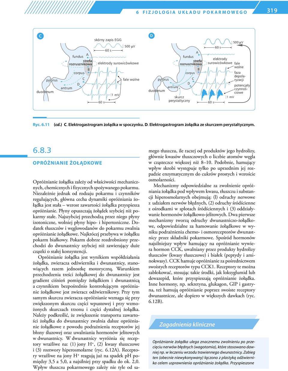 Ryc. 6.11 (cd.) C. Elektrogastrogram żołądka w spoczynku. D. Elektrogastrogram żołądka ze skurczem perystaltycznym. 6.8.