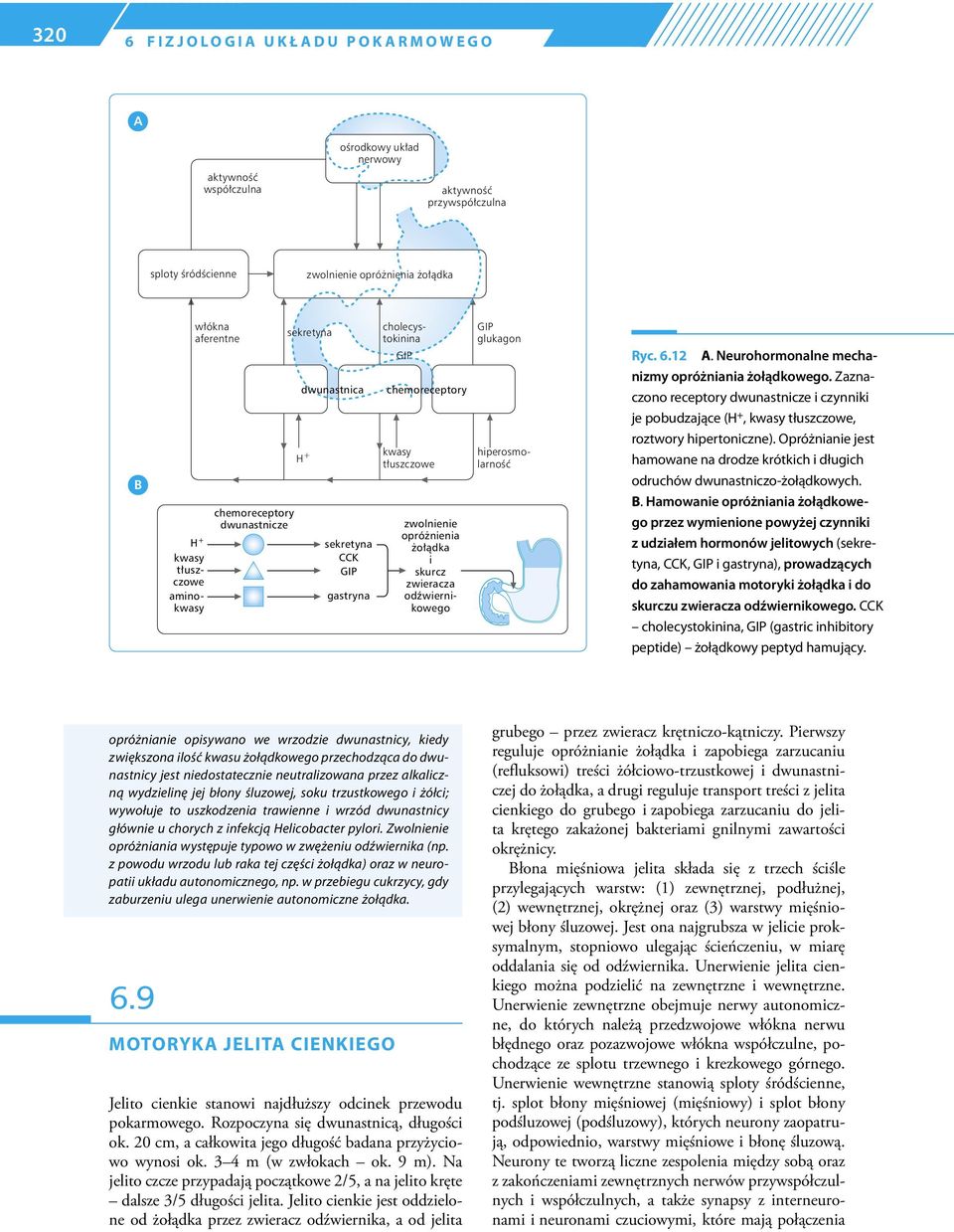 zwieracza odźwiernikowego GIP glukagon cholecystokinina hiperosmolarność Ryc. 6.12 A. Neurohormonalne mechanizmy opróżniania żołądkowego.