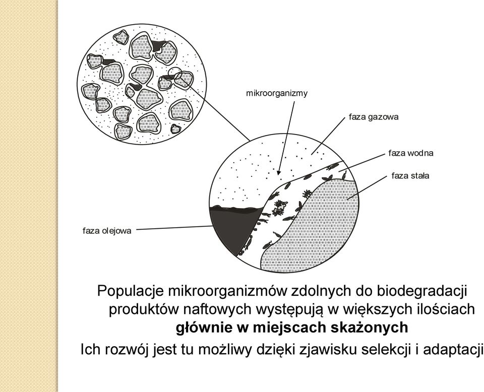 naftowych występują w większych ilościach głównie w miejscach