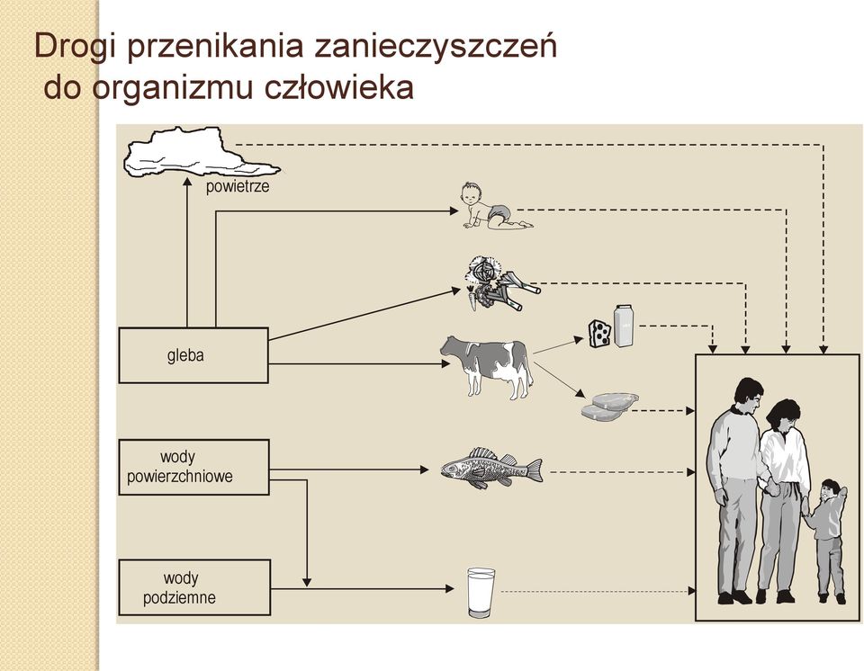organizmu człowieka