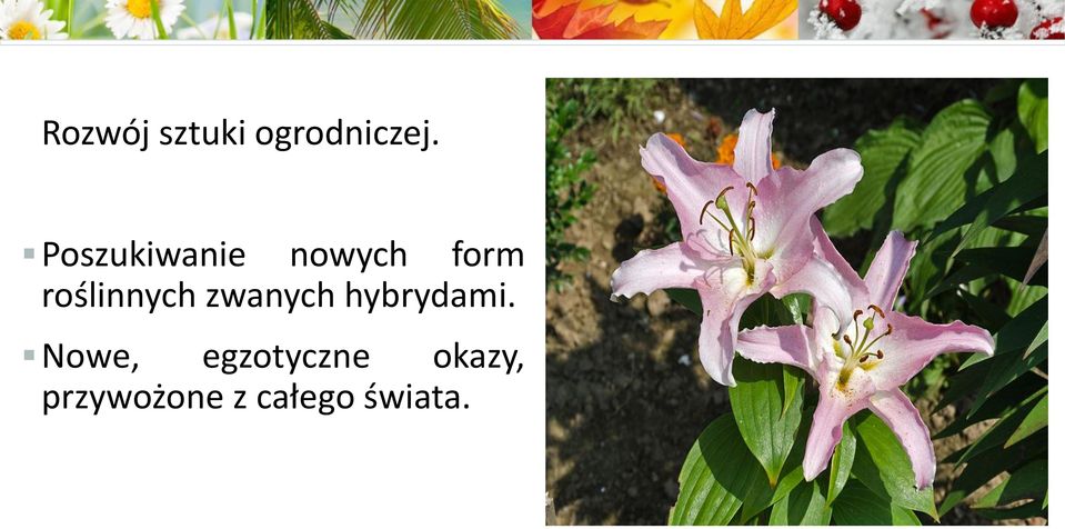 roślinnych zwanych hybrydami.