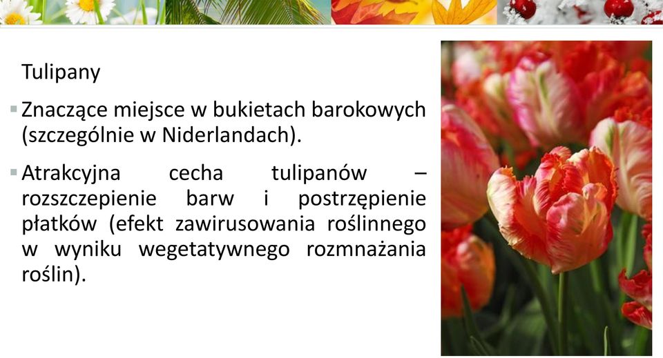 Atrakcyjna cecha tulipanów rozszczepienie barw i