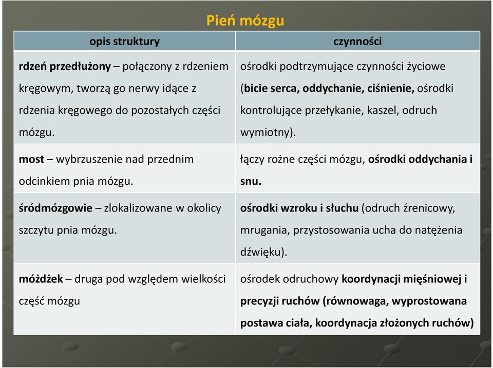 móżdżek druga pod względemwielkości część mózgu ośrodki podtrzymujące czynności życiowe (bicie serca, oddychanie, ciśnienie,ośrodki kontrolujące przełykanie, kaszel, odruch