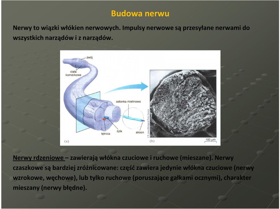 Nerwy rdzeniowe zawierają włókna czuciowe i ruchowe (mieszane).