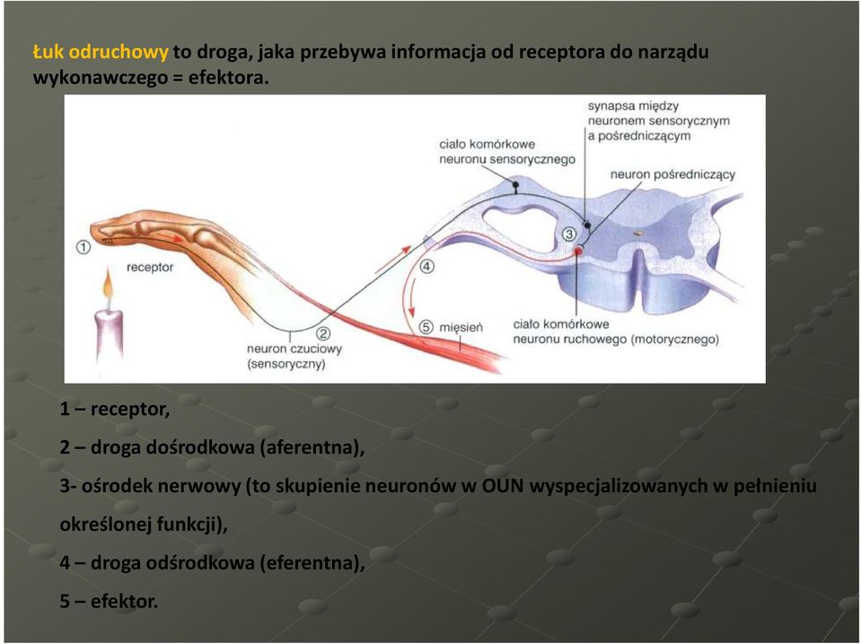 1 receptor, 2 droga dośrodkowa (aferentna), 3-ośrodek nerwowy (to