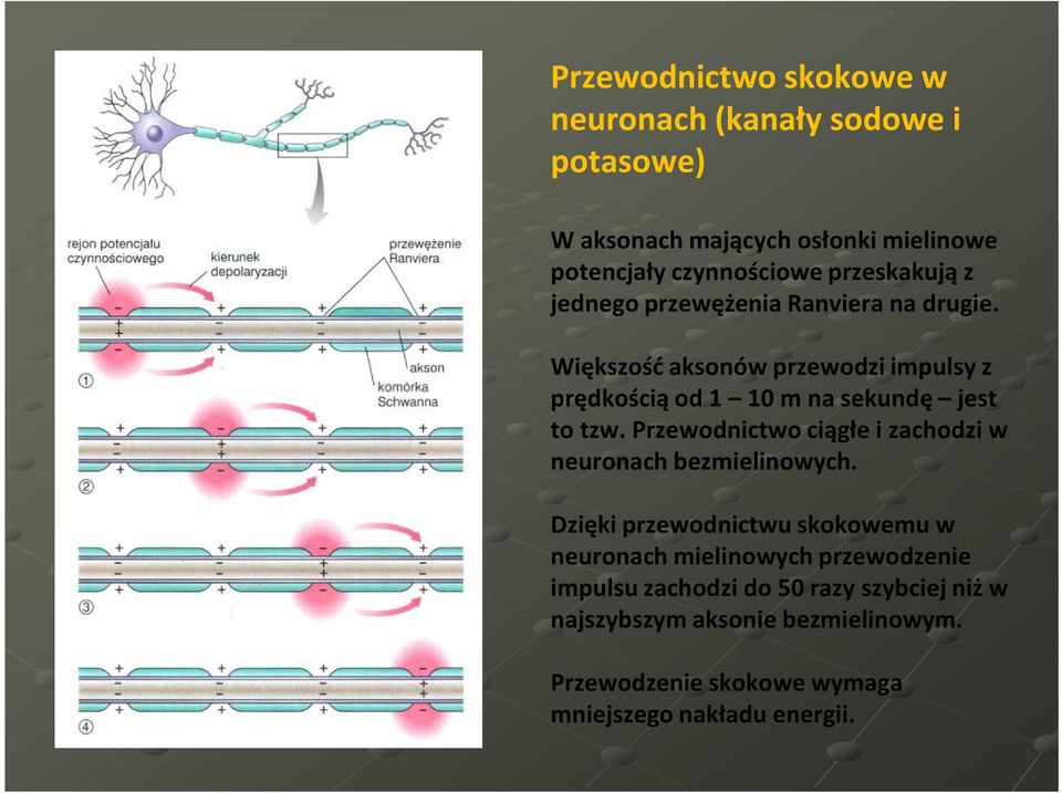 Większość aksonów przewodzi impulsy z prędkością od 1 10 m na sekundę jest to tzw.