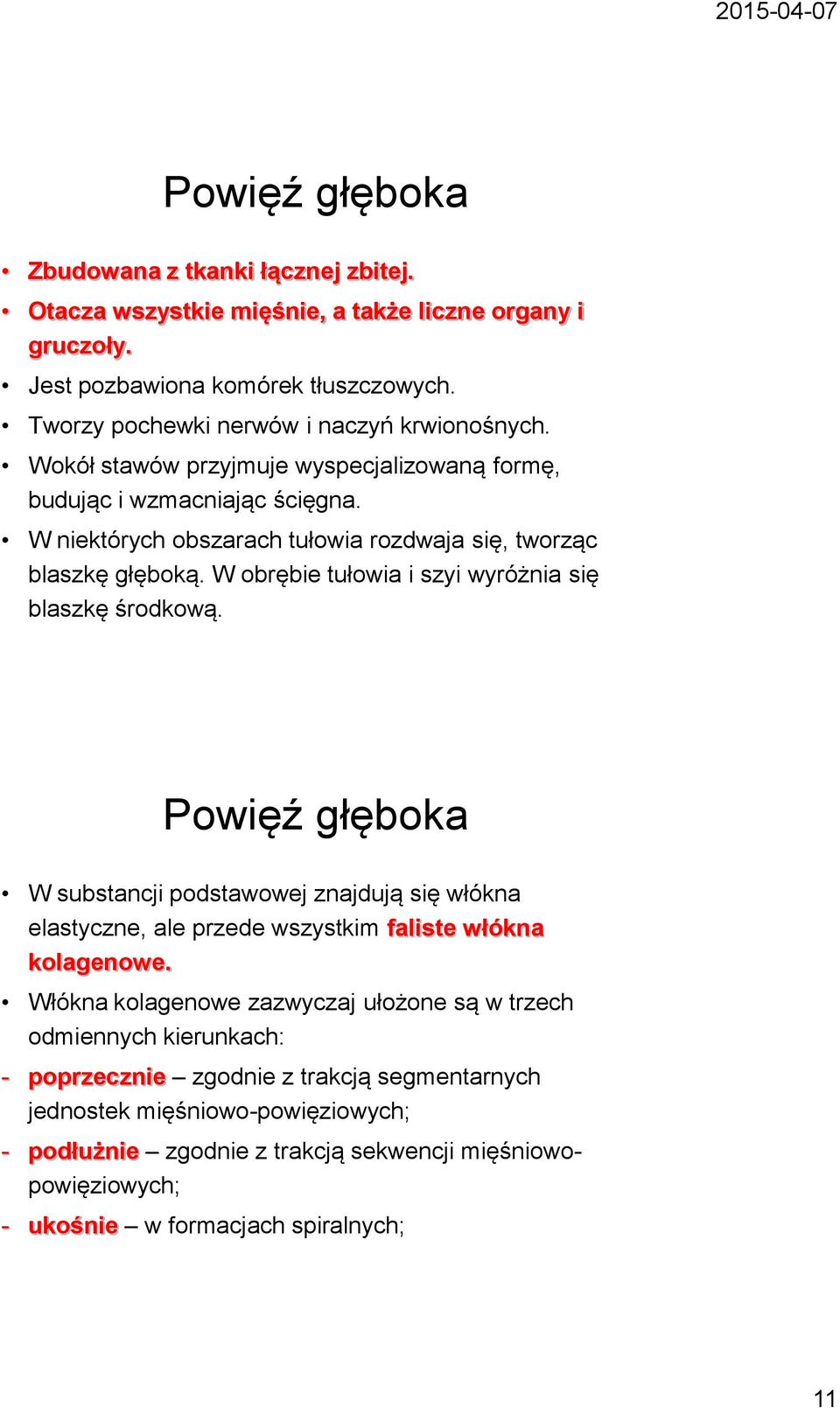 W obrębie tułowia i szyi wyróżnia się blaszkę środkową. Powięź głęboka W substancji podstawowej znajdują się włókna elastyczne, ale przede wszystkim faliste włókna kolagenowe.