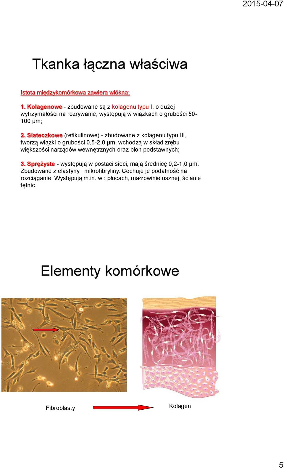 Siateczkowe (retikulinowe) - zbudowane z kolagenu typu III, tworzą wiązki o grubości 0,5-2,0 μm, wchodzą w skład zrębu większości narządów wewnętrznych