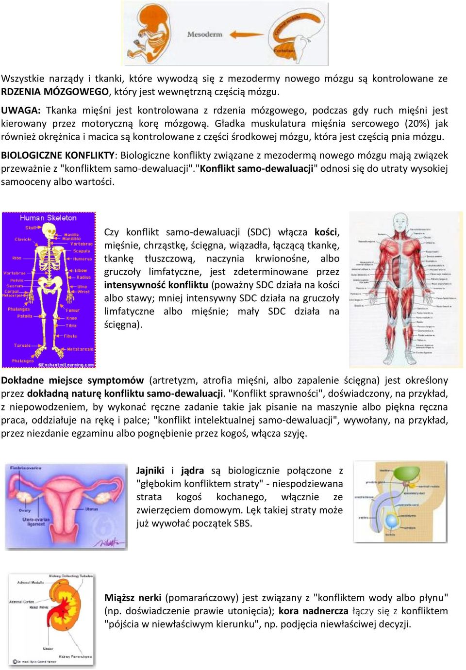 Gładka muskulatura mięśnia sercowego (20%) jak również okrężnica i macica są kontrolowane z części środkowej mózgu, która jest częścią pnia mózgu.