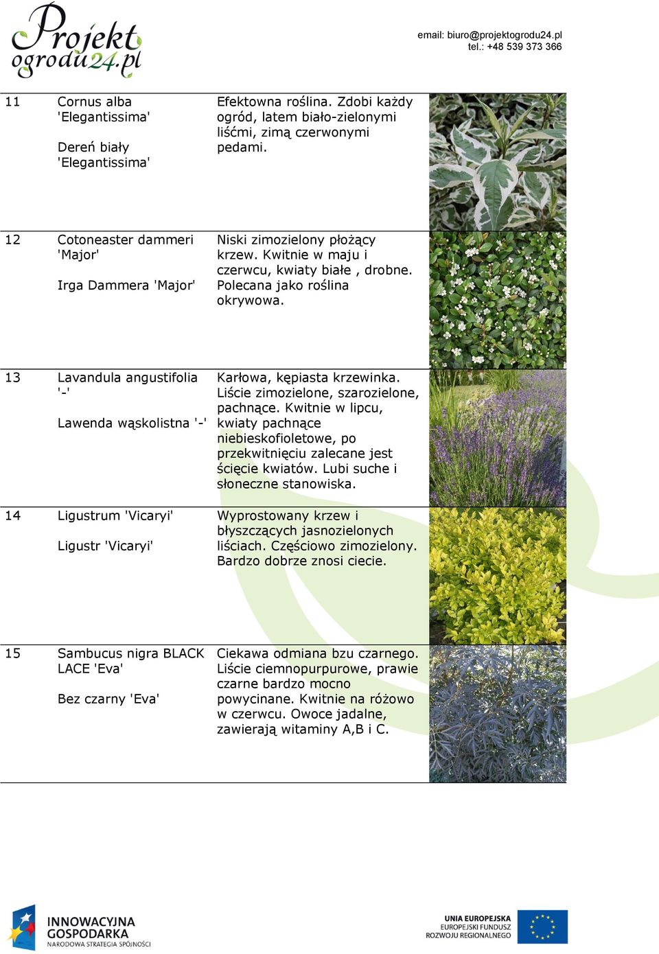 13 Lavandula angustifolia '-' Lawenda wąskolistna '-' 14 Ligustrum 'Vicaryi' Ligustr 'Vicaryi' Karłowa, kępiasta krzewinka. Liście zimozielone, szarozielone, pachnące.