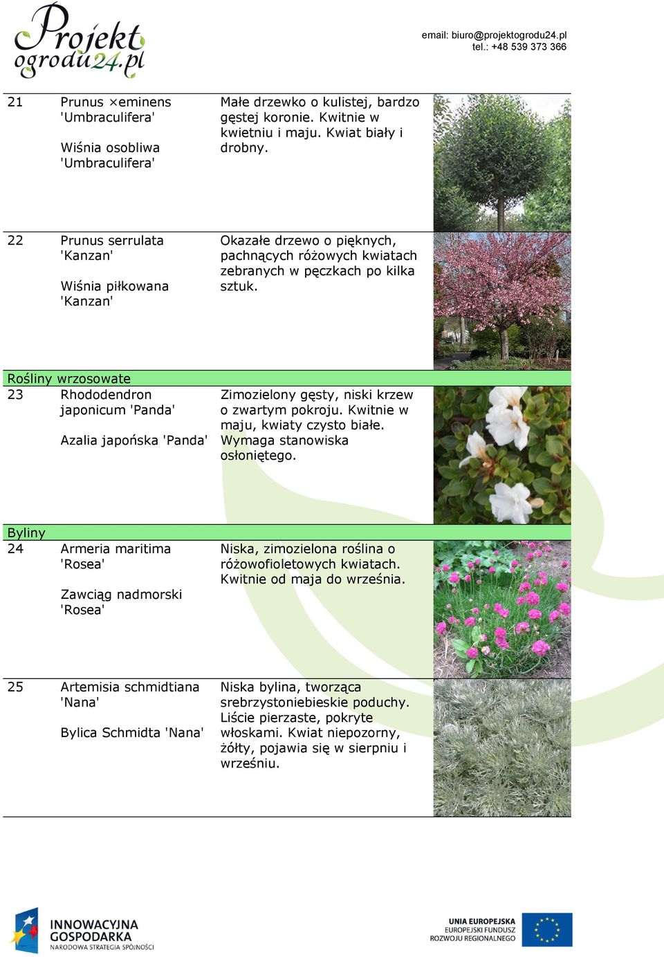 Rośliny wrzosowate 23 Rhododendron japonicum 'Panda' Azalia japońska 'Panda' Zimozielony gęsty, niski krzew o zwartym pokroju. Kwitnie w maju, kwiaty czysto białe. Wymaga stanowiska osłoniętego.