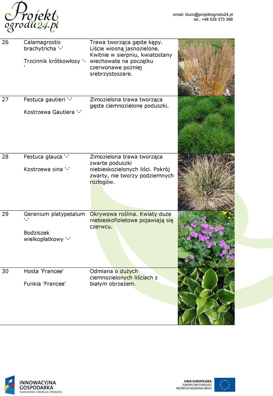 27 Festuca gautieri '-' Kostrzewa Gautiera '-' Zimozielona trawa tworząca gęste ciemnozielone poduszki.