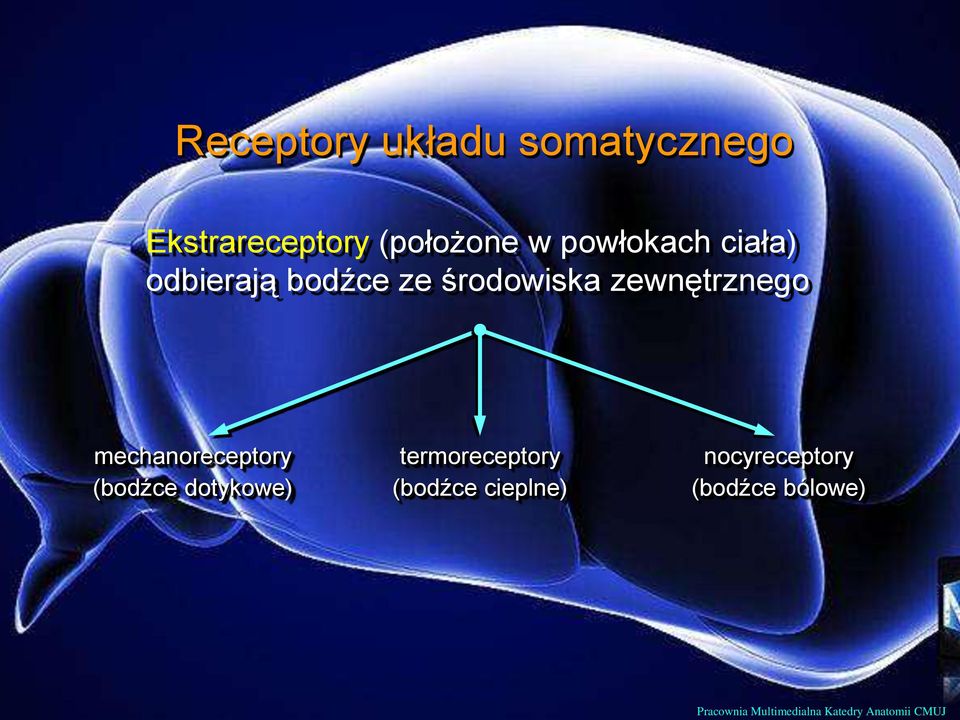 mechanoreceptory (bodźce dotykowe) termoreceptory (bodźce