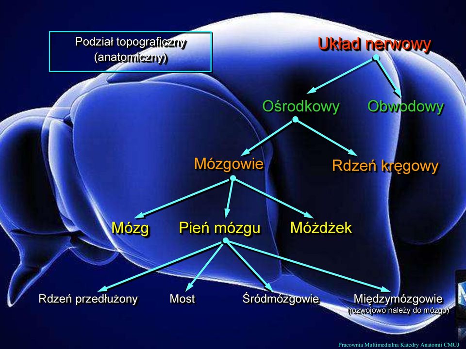 Rdzeń przedłużony Most Śródmózgowie Międzymózgowie