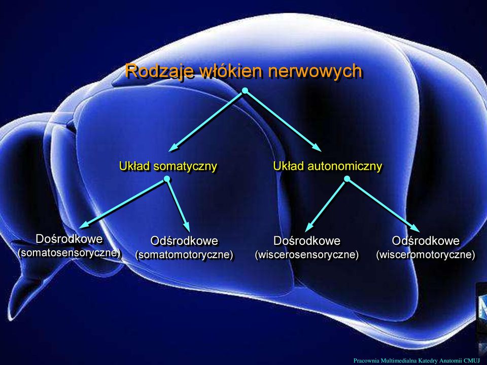 (somatomotoryczne) Dośrodkowe (wiscerosensoryczne)