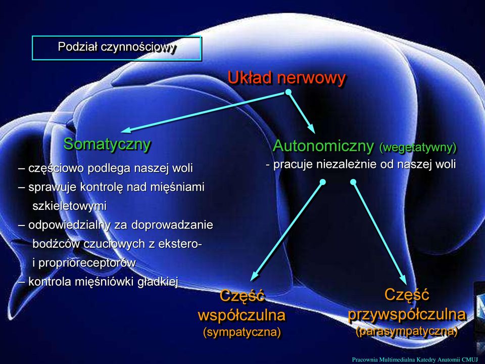 proprioreceptorów kontrola mięśniówki gładkiej Część współczulna (sympatyczna) Autonomiczny