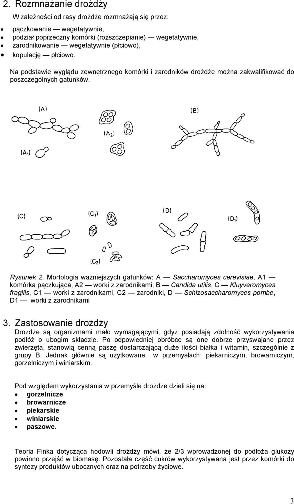 Morfologia ważniejszych gatunków: A Saccharomyces cerevisiae, A1 komórka pączkująca, A2 worki z zarodnikami, B Candida utilis, C Kluyveromyces fragilis, C1 worki z zarodnikami, C2 zarodniki, D