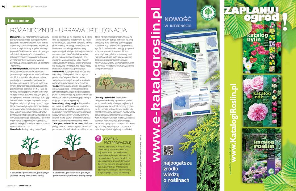 na zimę. Do uprawy różaneczników wybieramy wystawę północną, północno-zachodnią lub północno- -wschodnią. Sadzenie i podłoże.