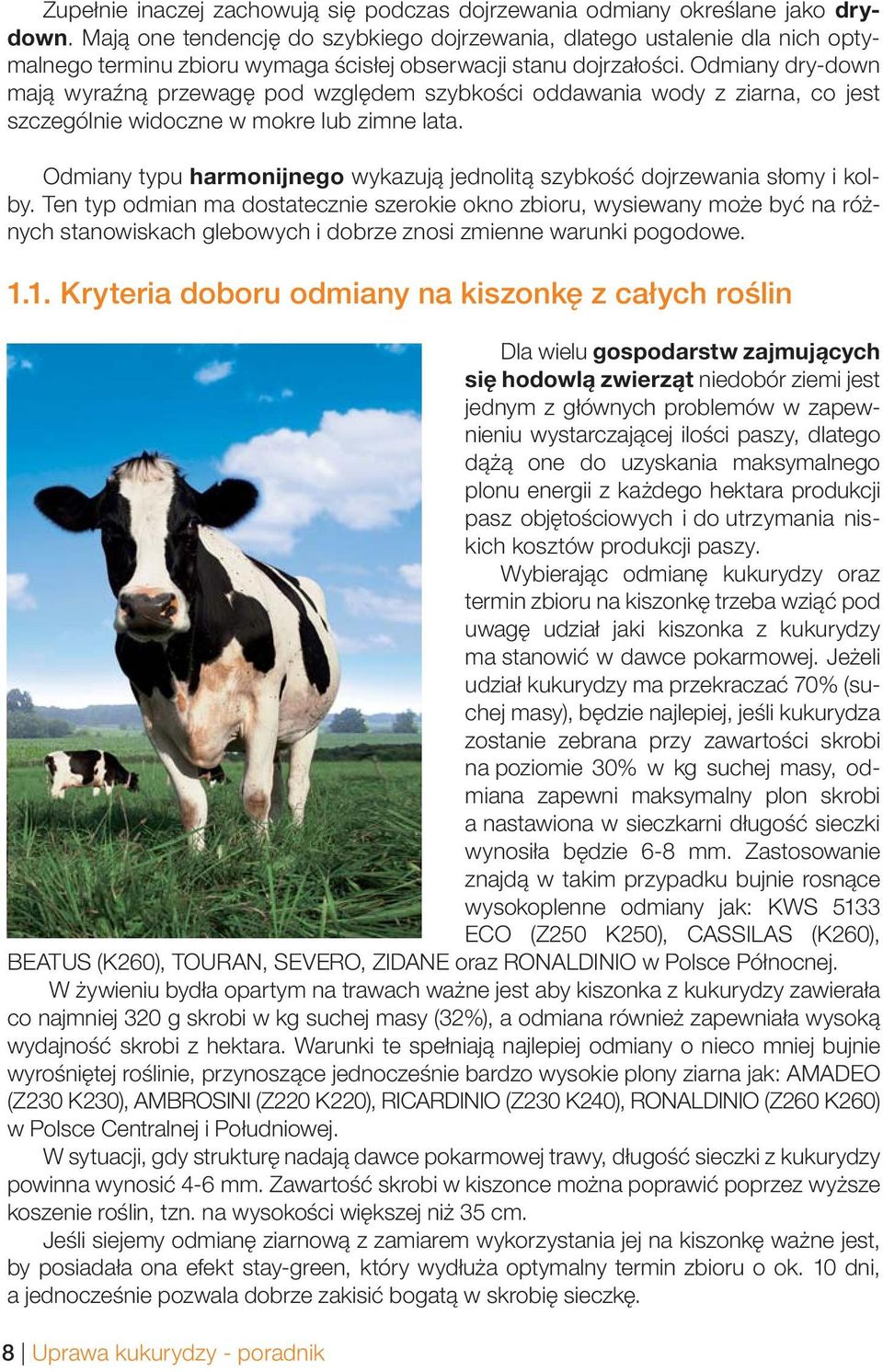 Odmiany dry-down mają wyraźną przewagę pod względem szybkości oddawania wody z ziarna, co jest szczególnie widoczne w mokre lub zimne lata.