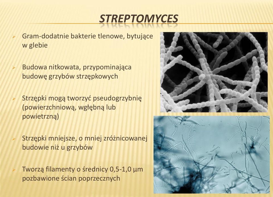 (powierzchniową, wgłębną lub powietrzną) Strzępki mniejsze, o mniej zróżnicowanej