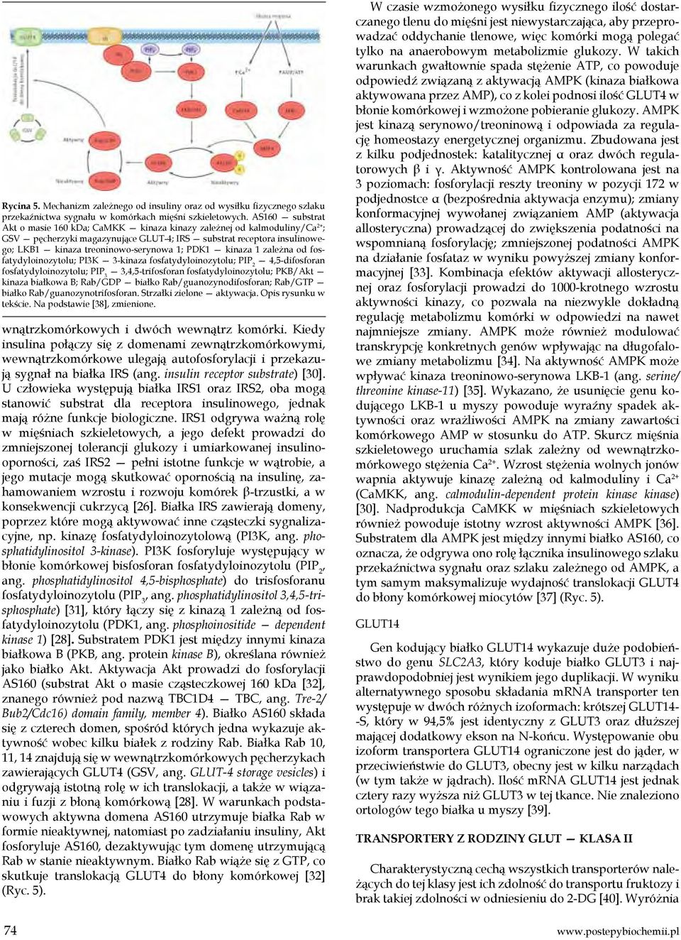 PDK1 kinaza 1 zależna od fosfatydyloinozytolu; PI3K 3-kinaza fosfatydyloinozytolu; PIP 2 4,5-difosforan fosfatydyloinozytolu; PIP 3 3,4,5-trifosforan fosfatydyloinozytolu; PKB/Akt kinaza białkowa B;