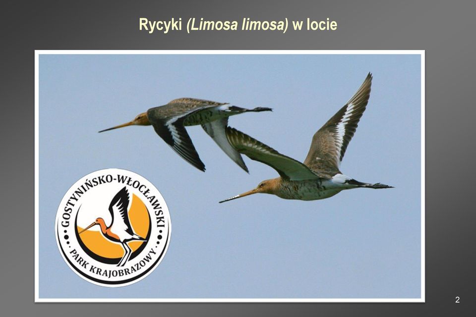 limosa) w