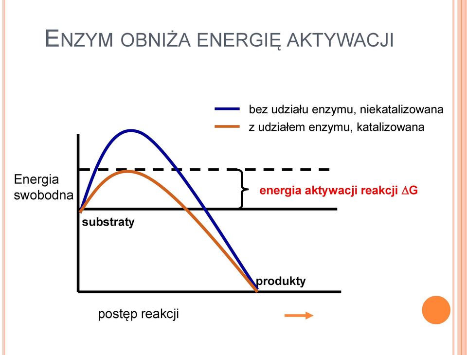 katalizowana Energia swobodna energia