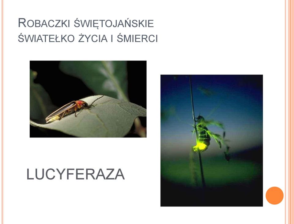 ŚWIATEŁKO