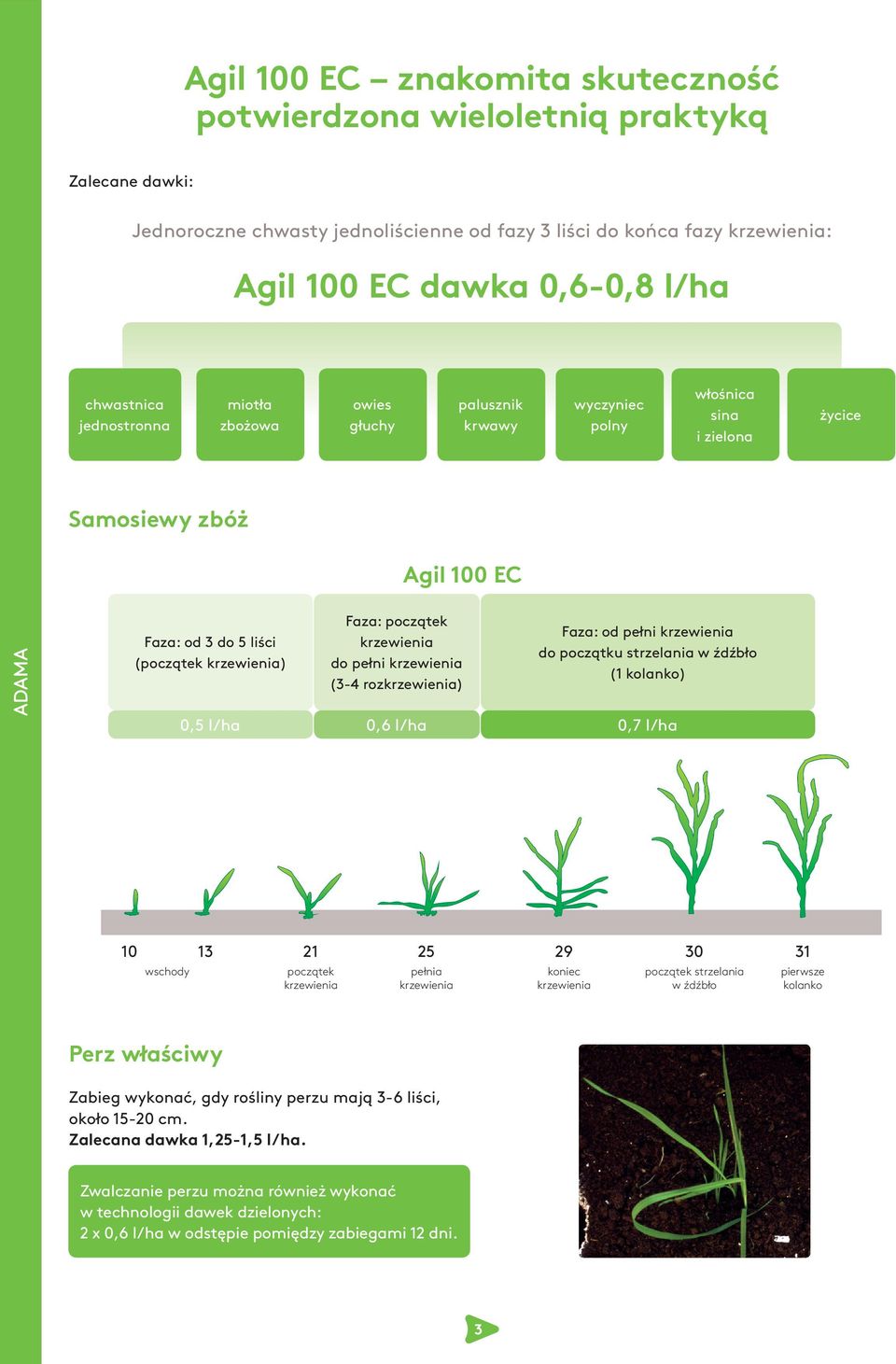 Faza: od pełni do początku strzelania w źdźbło (1 kolanko) 0,5 l/ha 0,6 l/ha 0,7 l/ha 10 13 wschody 21 początek 25 pełnia 29 koniec 30 początek strzelania w źdźbło 31 pierwsze kolanko Perz właściwy