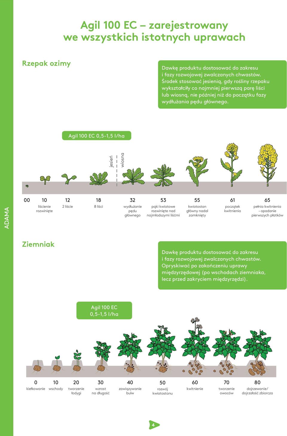 Agil 100 EC 0,5-1,5 l/ha jesień wiosna 00 10 12 18 32 53 55 61 65 liścienie rozwinięte 2 liście 8 liści wydłużanie pędu głównego pąki kwiatowe rozwinięte nad najmłodszymi liśćmi kwiatostan główny