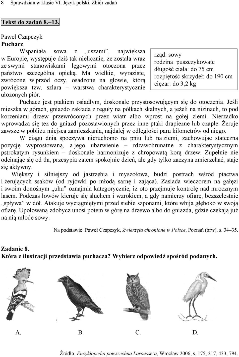 Ma wielkie, wyraziste, zwrócone w przód oczy, osadzone na głowie, którą powiększa tzw. szlara warstwa charakterystycznie ułożonych piór.