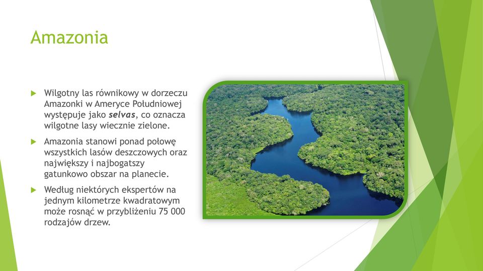 Amazonia stanowi ponad połowę wszystkich lasów deszczowych oraz największy i najbogatszy