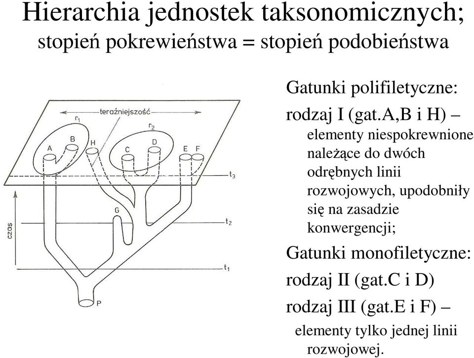 a,b i H) elementy niespokrewnione należące do dwóch odrębnych linii rozwojowych,