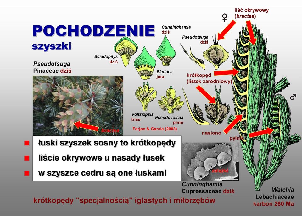 liście okrywowe u nasady łusek w szyszce cedru są one łuskami Pseudovoltzia perm Farjon & Garcia (2003) nasiono