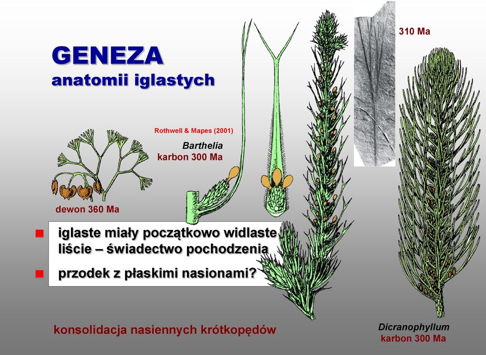 widlaste liście świadectwo pochodzenia przodek z płaskimi