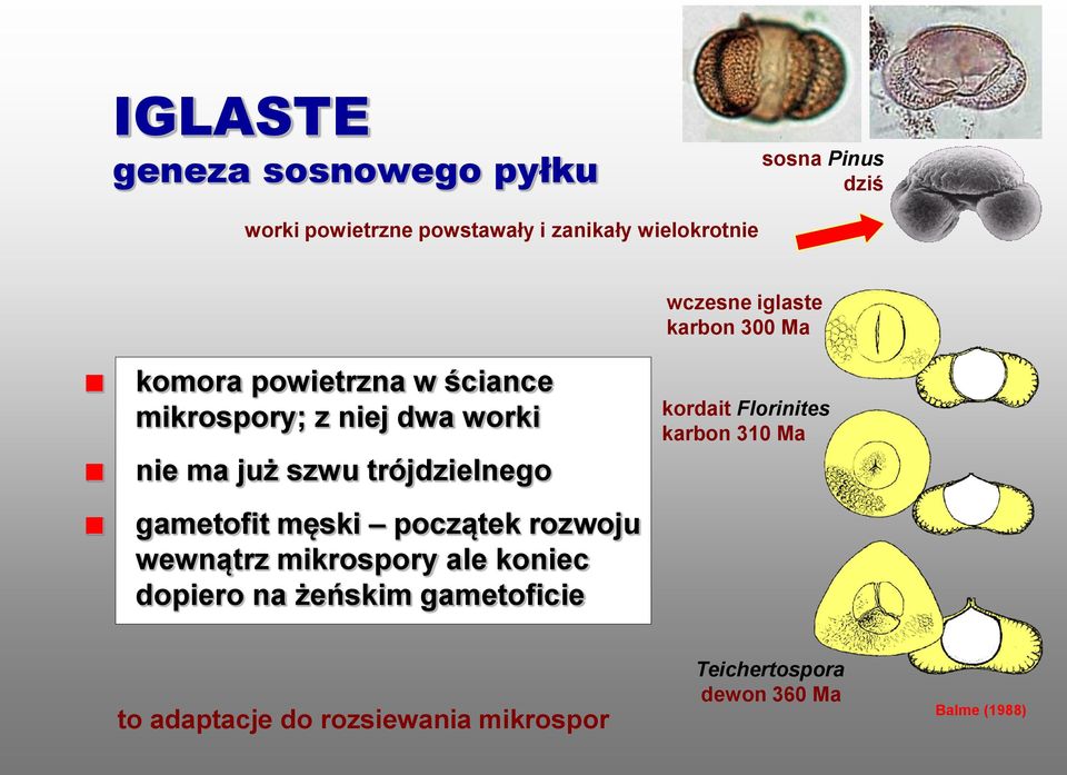 trójdzielnego gametofit męski początek rozwoju wewnątrz mikrospory ale koniec dopiero na żeńskim