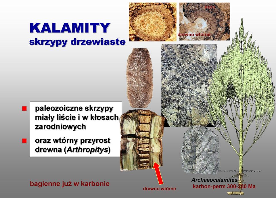 zarodniowych oraz wtórny przyrost drewna (Arthropitys)