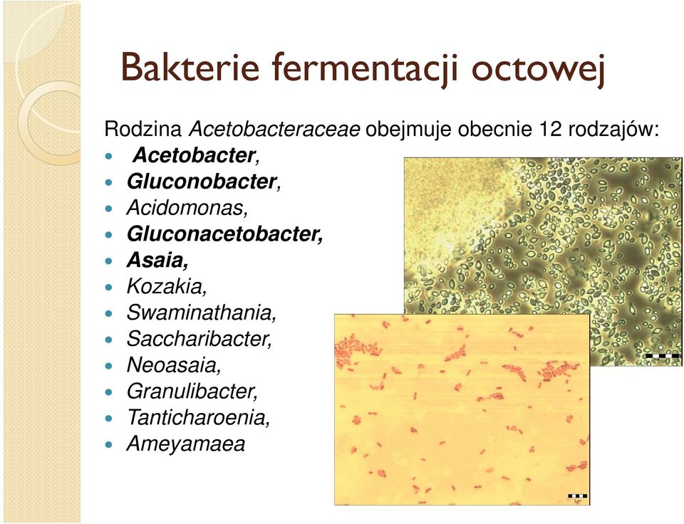 Acidomonas, Gluconacetobacter, Asaia, Kozakia,
