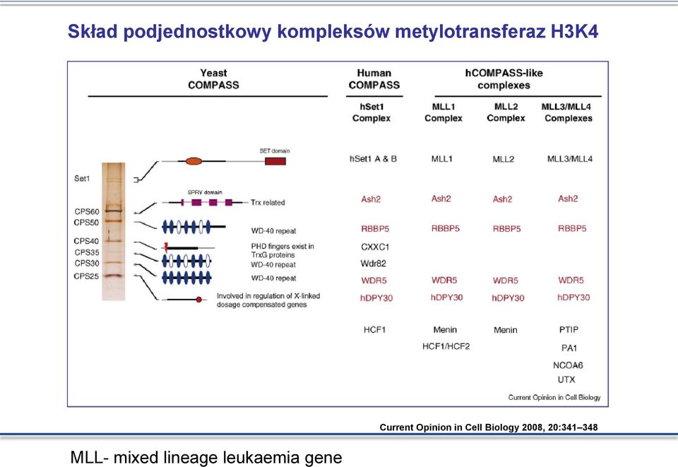 lineage leukaemia gene Current