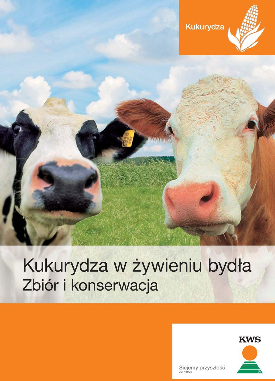 bydła Zbiór