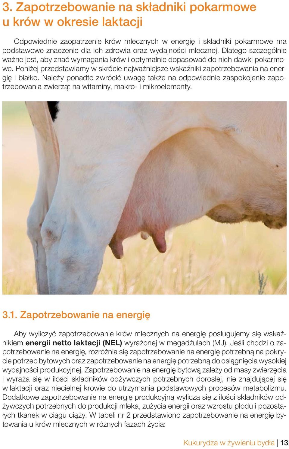 Poniżej przedstawiamy w skrócie najważniejsze wskaźniki zapotrzebowania na energię i białko.