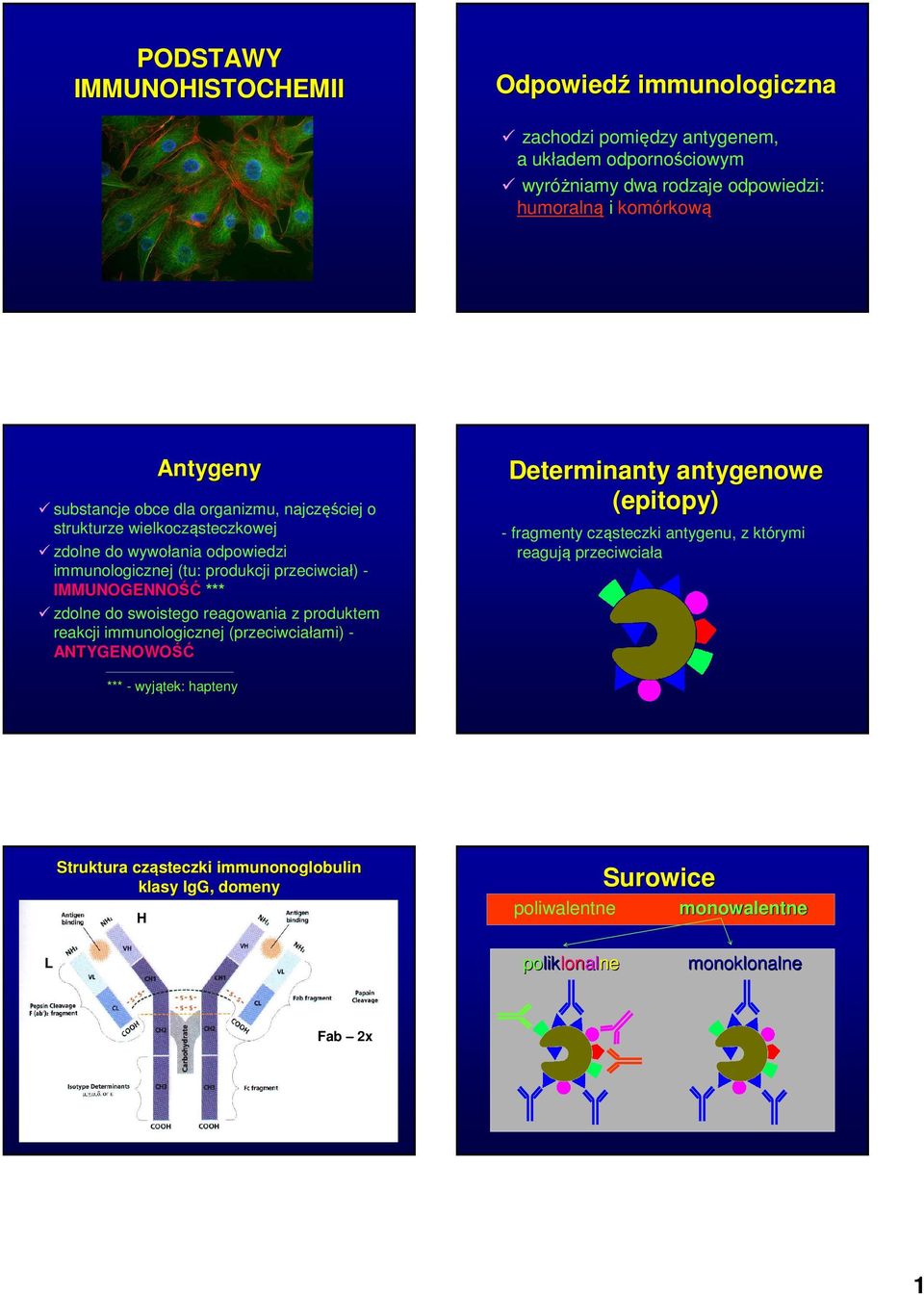 zdolne do swoistego reagowania z produktem reakcji immunologicznej (przeciwciałami) - ANTYGENOWOŚĆ Determinanty antygenowe (epitopy) - fragmenty cząsteczki antygenu, z