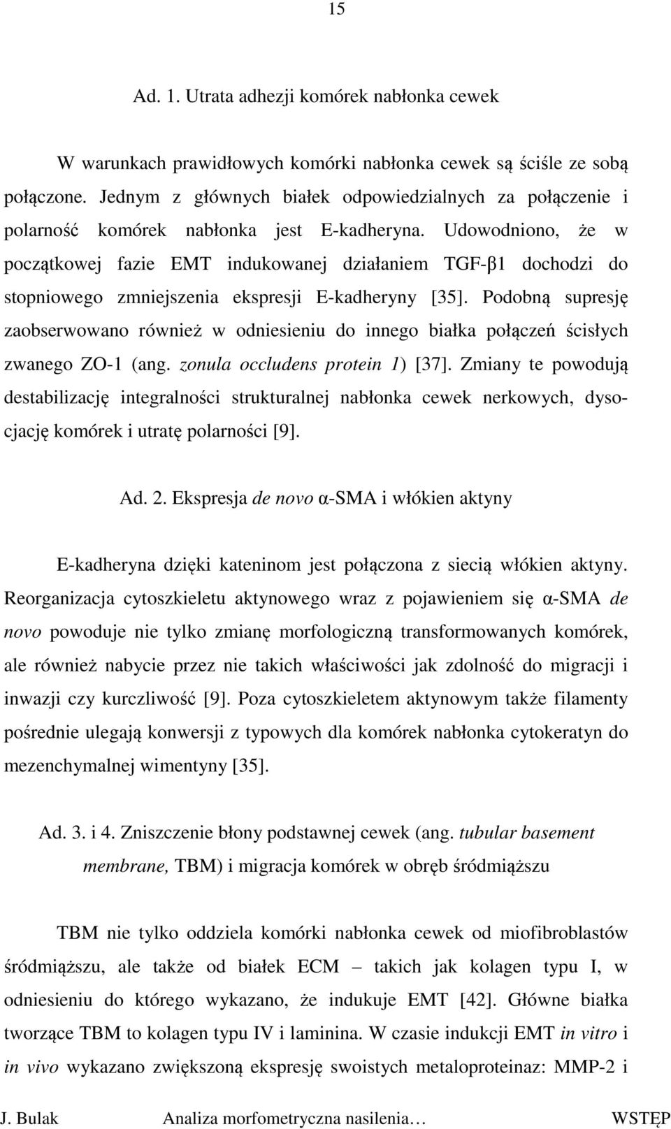 Udowodniono, że w początkowej fazie EMT indukowanej działaniem TGF-β1 dochodzi do stopniowego zmniejszenia ekspresji E-kadheryny [35].