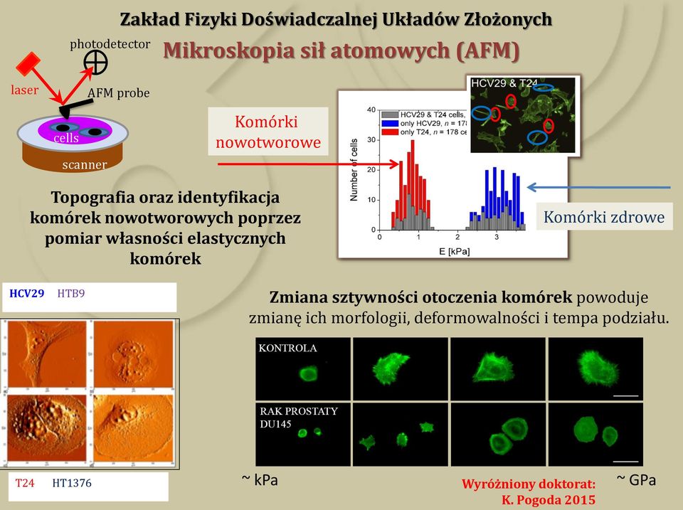 własności elastycznych komórek Komórki zdrowe HCV29 HTB9 Zmiana sztywności otoczenia komórek powoduje