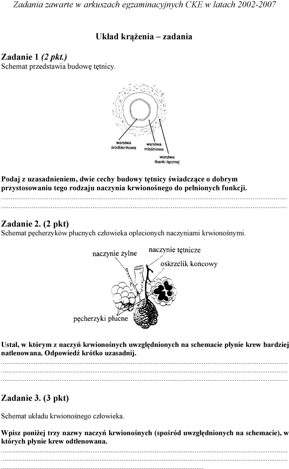 (2 pkt) Schemat pęcherzyków płucnych człowieka oplecionych naczyniami krwionośnymi.