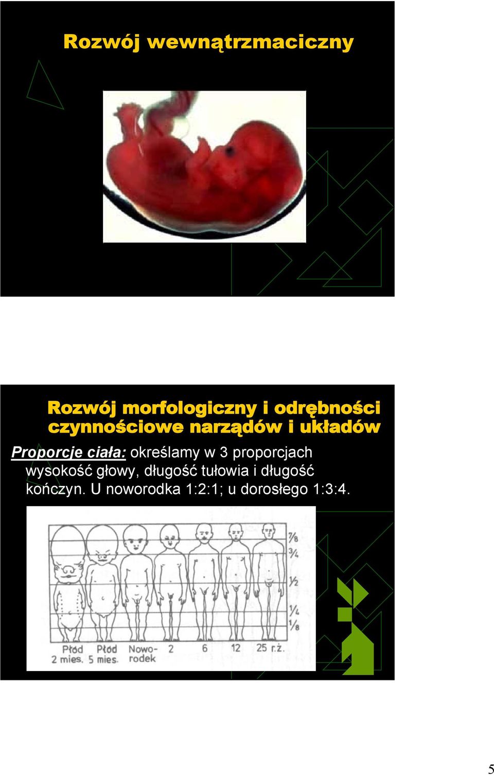 ciała: określamy w 3 proporcjach wysokość głowy,