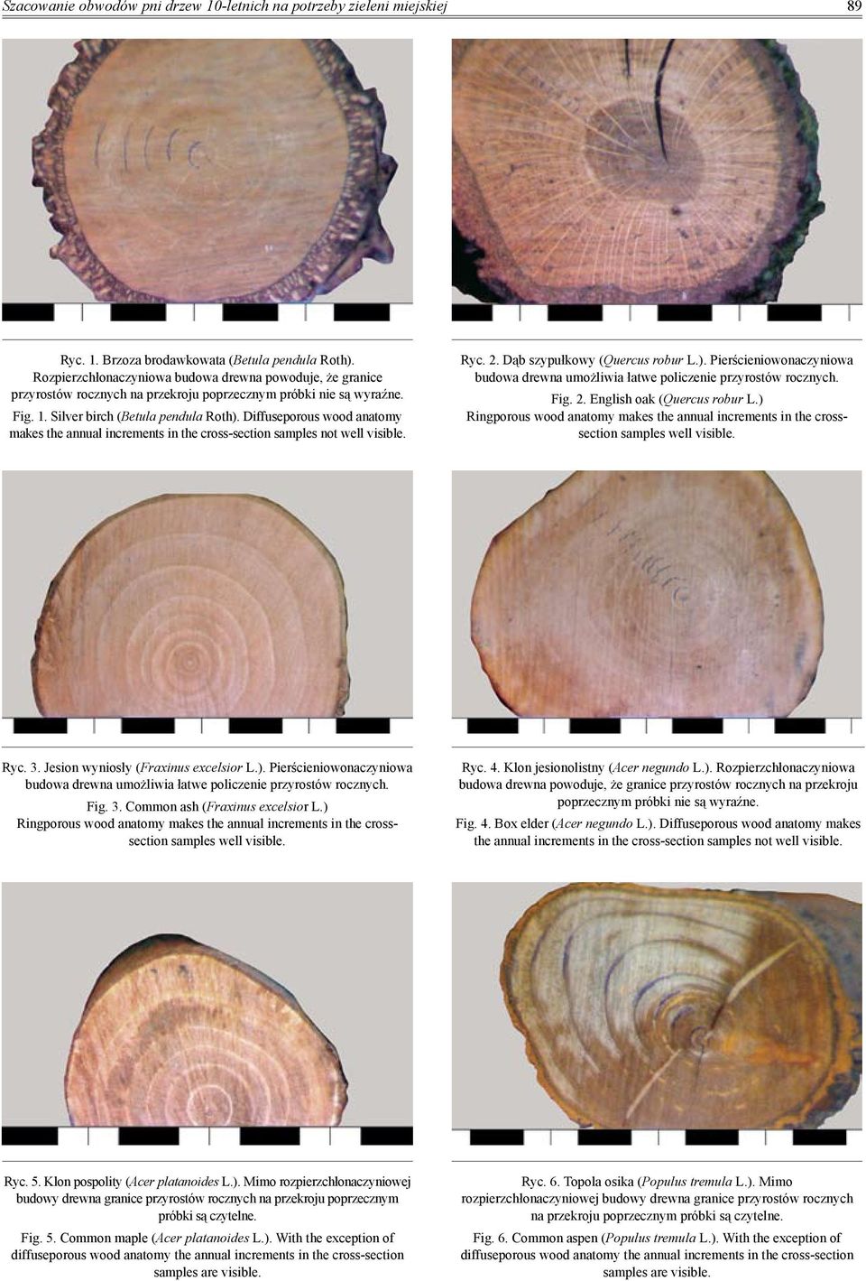 Diffuseporous wood anatomy makes the annual increments in the cross-section samples not well visible. Ryc. 2. Dąb szypułkowy (Quercus robur L.).