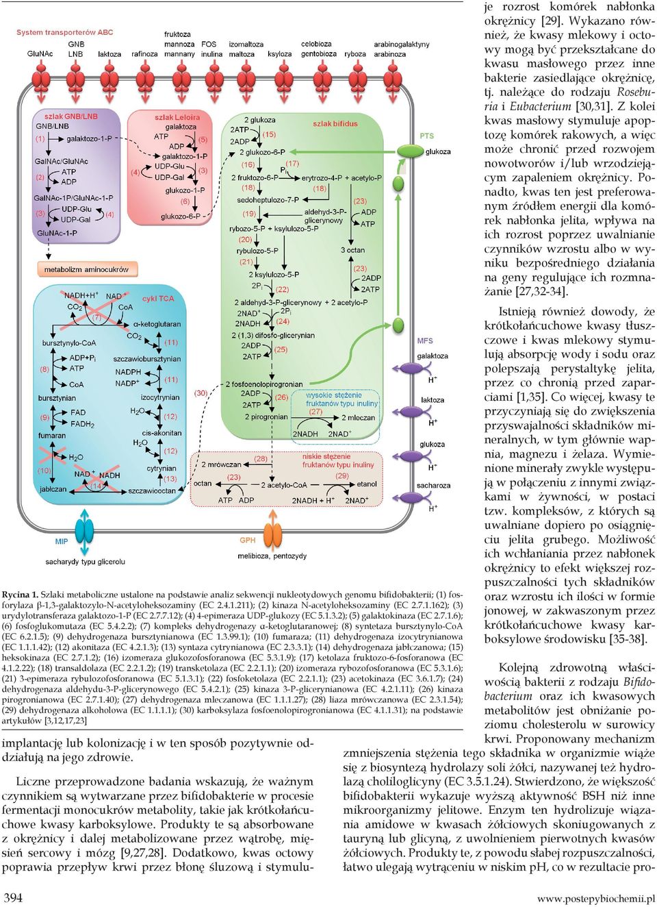 2.1.5); (9) dehydrogenaza bursztynianowa (EC 1.3.99.1); (10) fumaraza; (11) dehydrogenaza izocytrynianowa (EC 1.1.1.42); (12) akonitaza (EC 4.2.1.3); (13) syntaza cytrynianowa (EC 2.3.3.1); (14) dehydrogenaza jabłczanowa; (15) heksokinaza (EC 2.