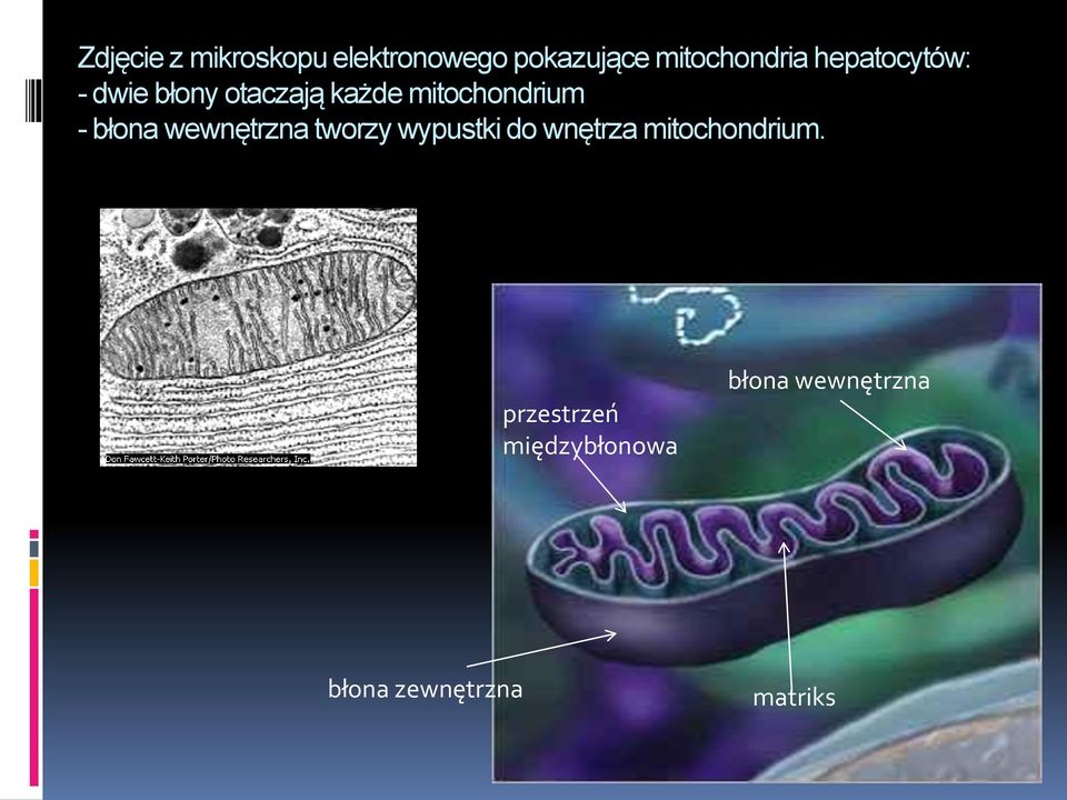 błona wewnętrzna tworzy wypustki do wnętrza mitochondrium.